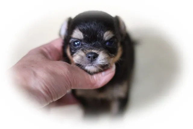 ID：1303-00036の子犬
