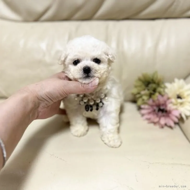 R.Ｉ 様のお迎えした子犬