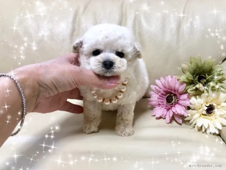 ID：1902-02099の子犬