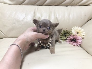 チワワ(ロング)【大阪府・男の子・2022年3月27日・イザベラ&タン】の写真「希少⸜✿⸝‍イザベラの可愛い僕ちゃん」