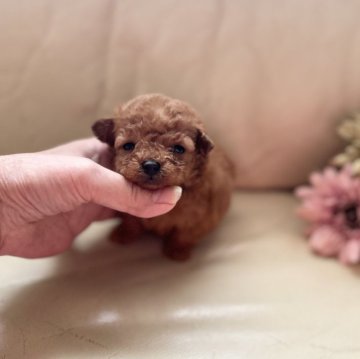 トイプードル(ティーカップ)【大阪府・男の子・2024年2月27日・レッド】の写真「おっとりマイペースな僕」