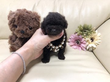 トイプードル(ティーカップ)【大阪府・男の子・2020年7月1日・ブラウン】の写真「くまさん顔の可愛い僕ちゃん❤︎」