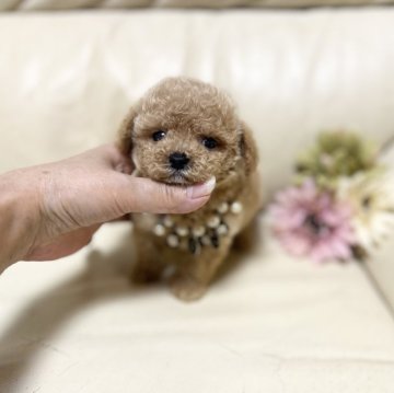 トイプードル(ティーカップ)【大阪府・男の子・2024年6月17日・クリーム】の写真「やわらか〜な毛色の僕」