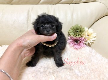 トイプードル(ティーカップ)【大阪府・女の子・2018年11月5日・シルバー】の写真「プラチナシルバーのプリンセス」