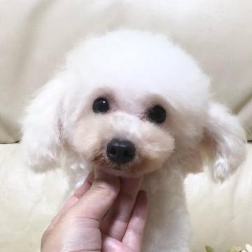 トイプードル(ティーカップ)【大阪府・男の子・2020年12月28日・ホワイト】の写真「良血統のかわいい僕」