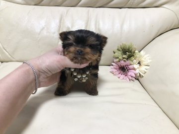 ヨークシャーテリア【大阪府・女の子・2021年12月6日・スチールブルータン】の写真「ま～るいお顔のカワイイ女の子(*'-'*)ﾉ"」