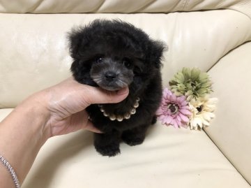 トイプードル(ティーカップ)【大阪府・女の子・2019年10月12日・シルバー】の写真「ま〜るい瞳がうるうる可愛い子」