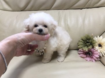 トイプードル(ティーカップ)【大阪府・女の子・2020年5月13日・ホワイト】の写真「ちっちゃな❤︎ち~っちゃ白雪姫」