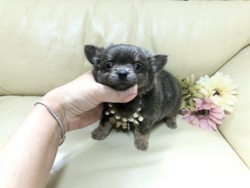 チワワ(ロング)【大阪府・男の子・2022年3月27日・ブルー&タン】の写真「レアカラー⸜✿⸝‍ブルー＆タンの可愛い僕ちゃん」