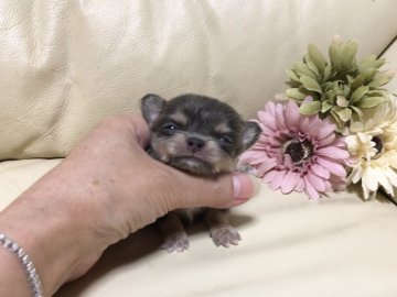 チワワ(ロング)【大阪府・男の子・2020年9月16日・ブルータン】の写真「極小❤︎綺麗なブルーの男の子」