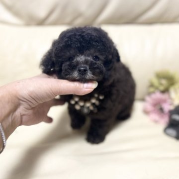 トイプードル(ティーカップ)【大阪府・男の子・2023年10月21日・シルバー】の写真「血統抜群の可愛いお顔の僕*Ü*」