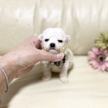 ビションフリーゼ【大阪府・男の子・2023年4月6日・ホワイト】の写真「ミニ ビション´•ﻌ•`🐾‪‪❤︎‬良血統」