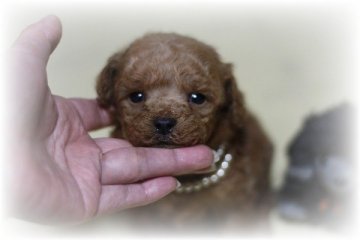 トイプードル(タイニー)【大阪府・男の子・2014年12月12日・レッド】の写真「お顔の詰まった可愛い子」