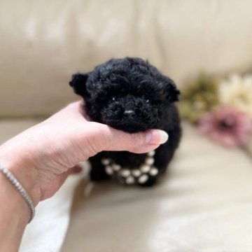トイプードル(ティーカップ)【大阪府・女の子・2023年1月22日・ブラック】の写真「マイクロティーカップ♡クリクリお目目の女の子」