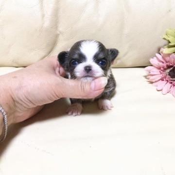 チワワ(ロング)【大阪府・男の子・2022年7月5日・ブルー&ホワイトタン】の写真「レアカラー‪‪❤︎‬ブルーの僕ちゃん」