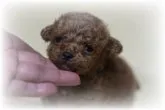 ティーカッププードル【大阪府・男の子・2014年10月21日・アプリコット】の写真1