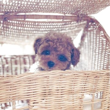 トイプードル(ティーカップ)【大阪府・女の子・2025年1月30日・アプリコット】の写真「おっとり癒し系」