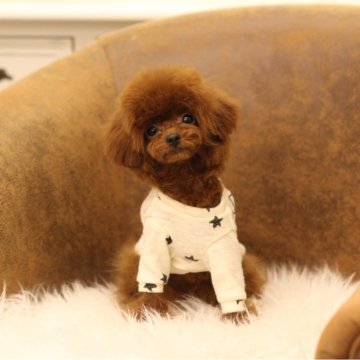 トイプードル(ティーカップ)【大阪府・女の子・2024年8月12日・レッド】の写真「ちっちゃいお顔」