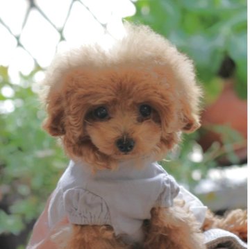 トイプードル(ティーカップ)【大阪府・女の子・2025年2月6日・オレンジフォーン】の写真「おチビで賢い子」