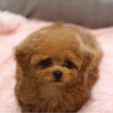 トイプードル(ティーカップ)【大阪府・女の子・2024年11月4日・アプリコット】の写真「短いあんよ」