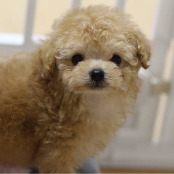 トイプードル(ティーカップ)【大阪府・男の子・2024年11月24日・アプリコット】の写真「お目目が少し離れたイケメンぼくちゃん」