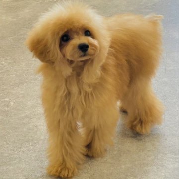 トイプードル(ティーカップ)【大阪府・女の子・2024年6月5日・アプリコット】の写真「色素が濃い」
