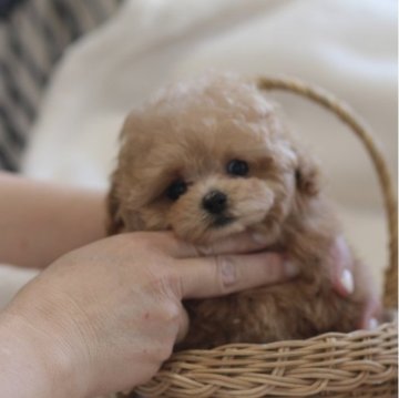 トイプードル(ティーカップ)【大阪府・女の子・2024年11月4日・アプリコット】の写真「希少な可愛さ」