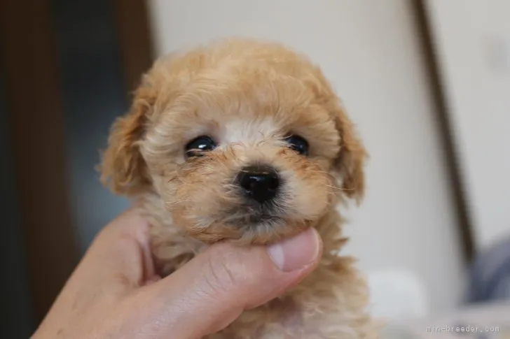 ID：1707-01660の子犬