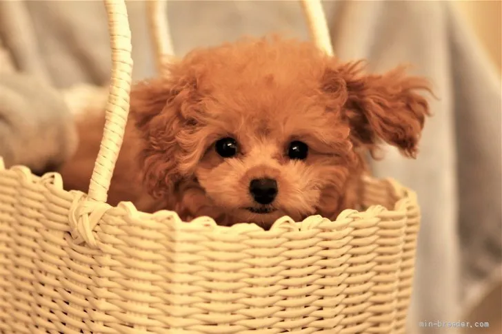 S 様のお迎えした子犬
