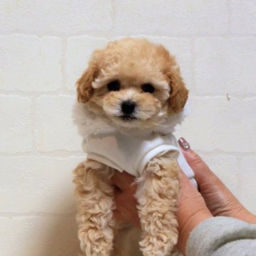 トイプードル(タイニー)【大阪府・女の子・2022年11月15日・アプリコット】の写真「人懐っこい性格」
