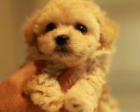 トイプードル(ティーカップ)【大阪府・女の子・2019年5月4日・クリーム】の写真「毛量豊富でお目目の大きい女の子」
