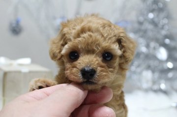 トイプードル(ティーカップ)【大阪府・男の子・2017年10月31日・レッド】の写真「お目目の大きな子です(^▽^)/」