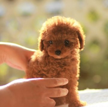 トイプードル(タイニー)【大阪府・女の子・2023年4月14日・レッド】の写真「お目目離れ目が可愛い」