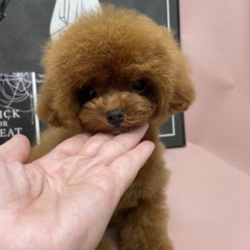 トイプードル(ティーカップ)【大阪府・女の子・2023年4月14日・レッド】の写真「手足の短いおチビ娘」