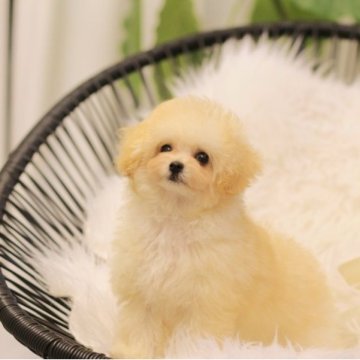 トイプードル(ティーカップ)【大阪府・女の子・2023年9月1日・クリーム】の写真「毛量豊富で色素が濃い」