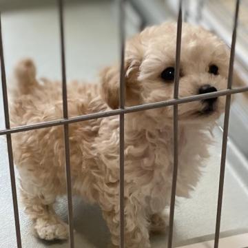 トイプードル(タイニー)【大阪府・男の子・2022年8月31日・クリーム】の写真「ドワーフタイプ」