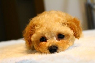 トイプードル(ティーカップ)【大阪府・女の子・2018年9月18日・アプリコット】の写真「くりくりお目目の女の子」