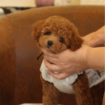 トイプードル(タイニー)【大阪府・女の子・2024年8月27日・レッド】の写真「毛巻きが程よい癒しの子」