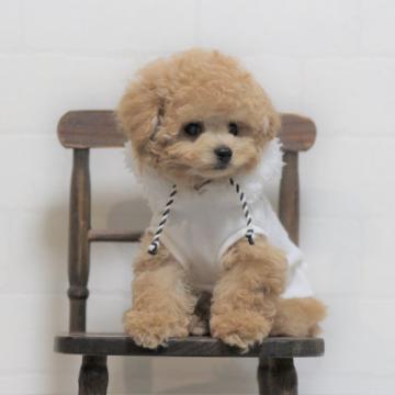 トイプードル(タイニー)【大阪府・女の子・2022年9月21日・アプリコット】の写真「お一人で遊んでる手の掛からない子」