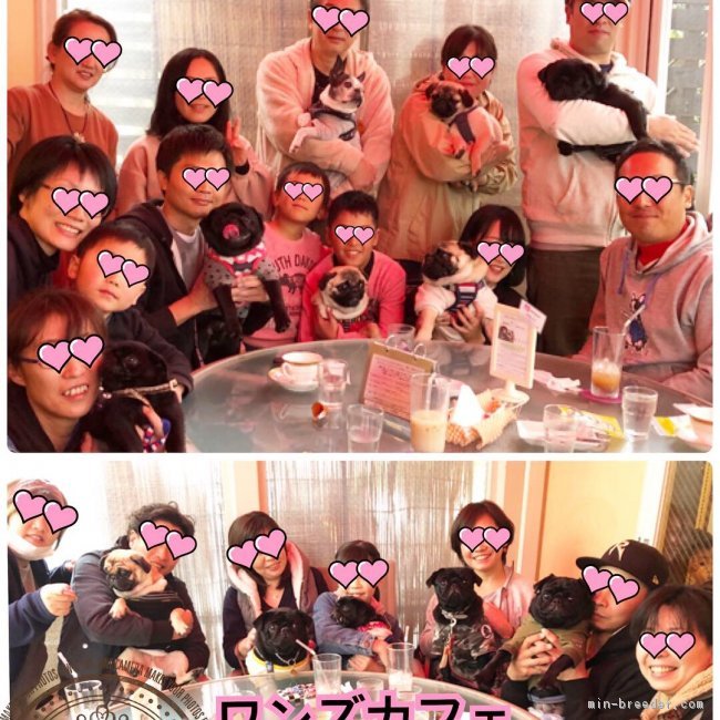 倉永里枝ブリーダーのブログ：パグっ子親族プチオフ会