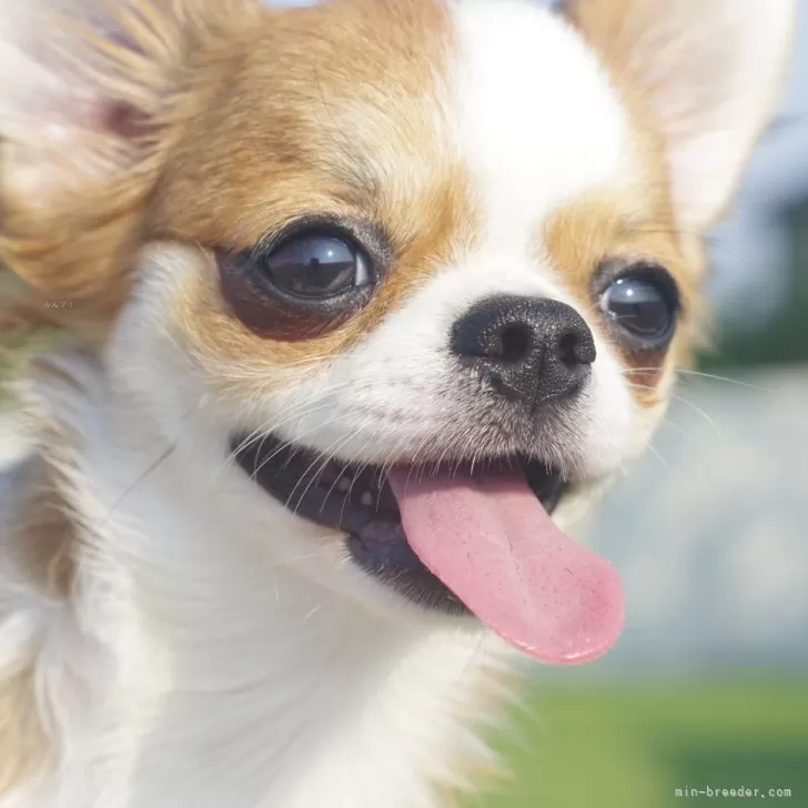 チワワ(ロング)【愛知県・女の子・2025年3月29日・レッドホワイト】の写真1「元気いっぱいの女の子🐾しっぽの先のホワイトカラーがチャーミングポイント!」
