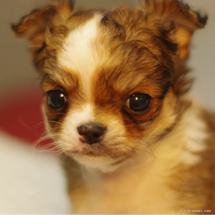 ID：2411-05517の子犬