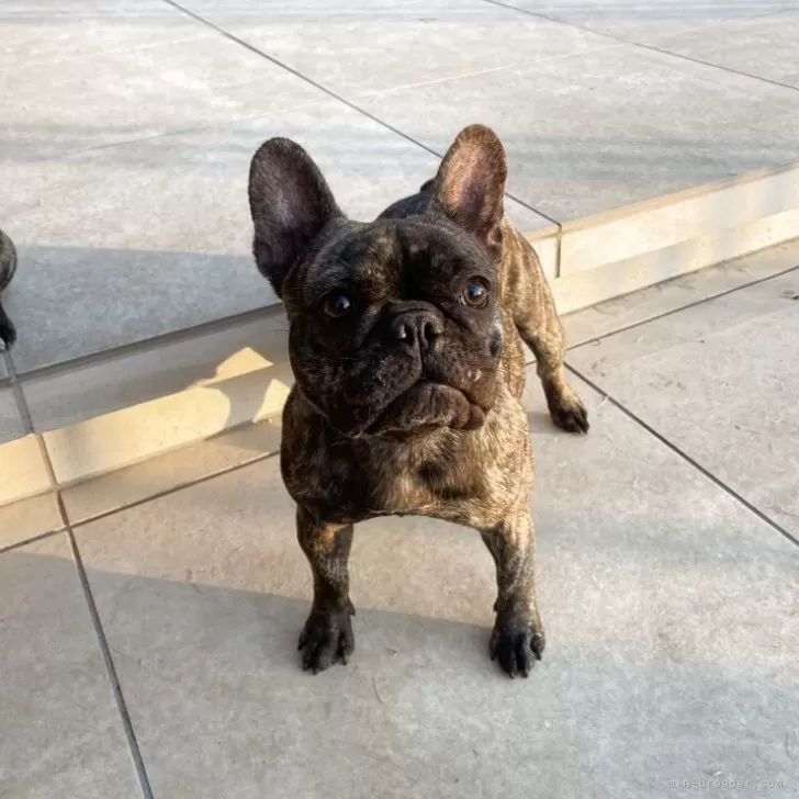フレンチブルドッグ【愛知県・女の子・2025年5月9日・ブリンドル】の写真1「体重4kg」