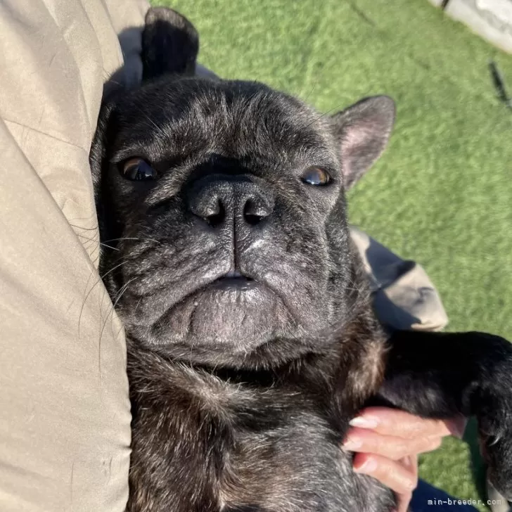 ID:2405-04060の子犬