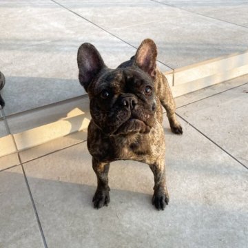 フレンチブルドッグ【愛知県・女の子・2025年5月9日・ブリンドル】の写真「チャンピオン血統♪小さく育ってしまった為募集」