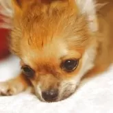 チワワ(ロング)