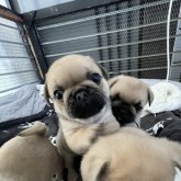ミックス(パグ×フレンチブルドッグ)