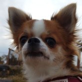 チワワ(ロング)