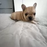 フレンチブルドッグ