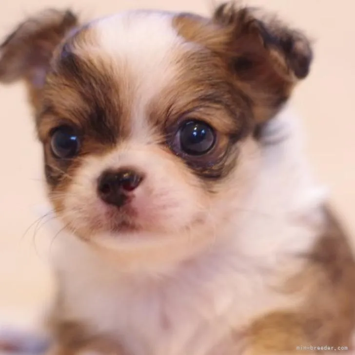 ID:2301-00583の子犬